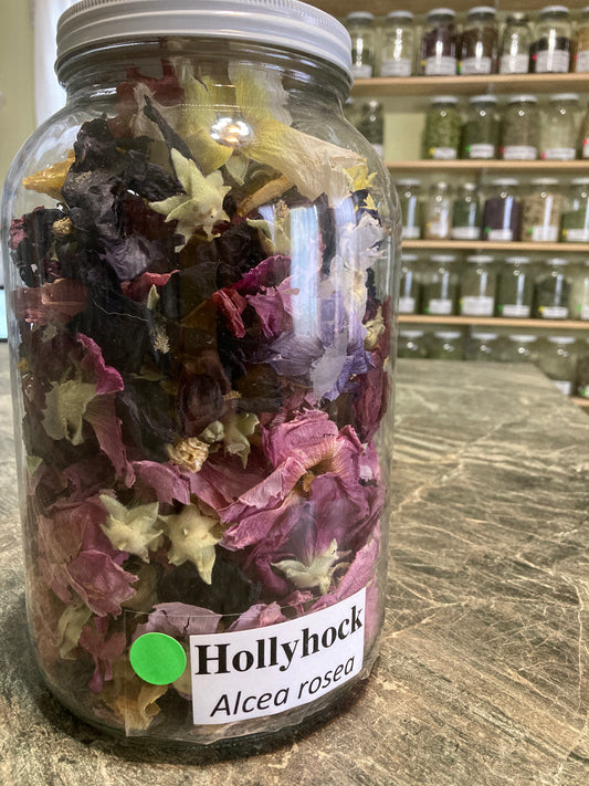 Hollyhock - Alcea rosea