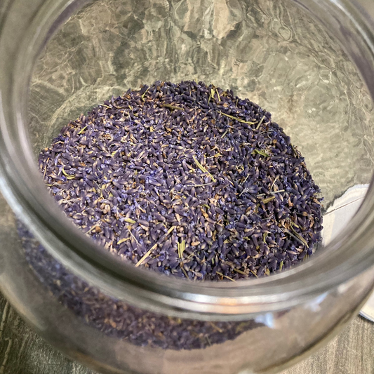 Lavender, Egerton Blue - Lavandula angustifolia