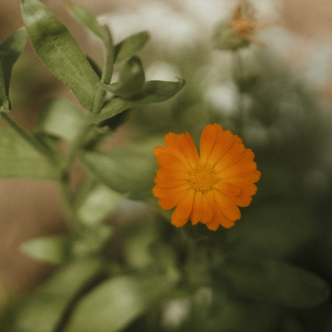 Calendula - Calendula officinalis