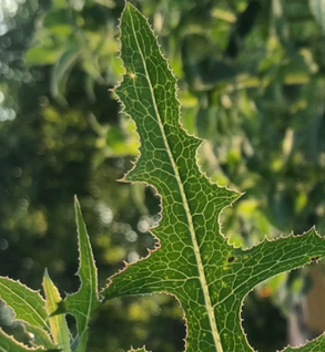 Wild Lettuce - Lactusa serriola