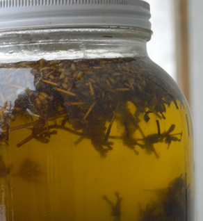 Lavender-Infused Oil