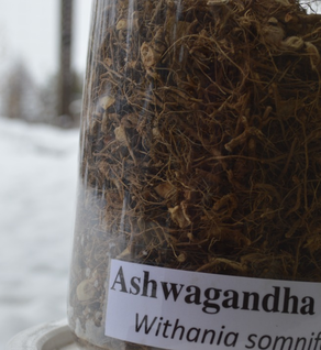 Ashwagandha Root - Withania somnifera
