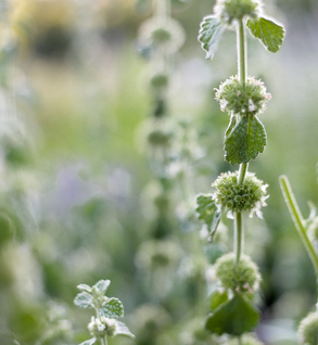 Horehound, White - Marrubium vulgare