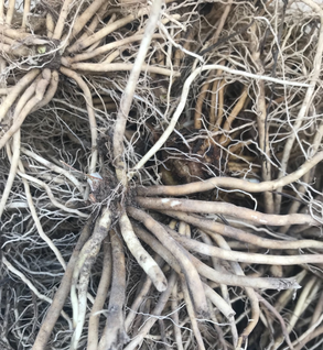 Valerian Root - Valerina officinalis