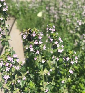 Thyme, French - Thymus vulgaris