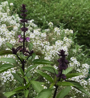 Basil, Thai - Ocimum basilicum