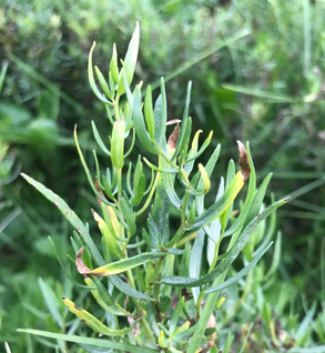 Tarragon, French - Artemisia dracunculus