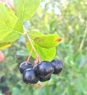 Chokeberry Juice - Aronia melanocarpa