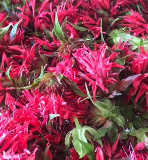 Bergamot Flower, Red - Monarda didyma