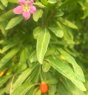 Gojiberry - Lycium barbarum