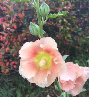 Hollyhock - Alcea rosea