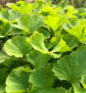 Gotu Kola - Centella asiatica