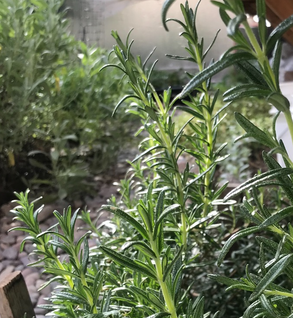 Rosemary - Rosmarinus officinalis