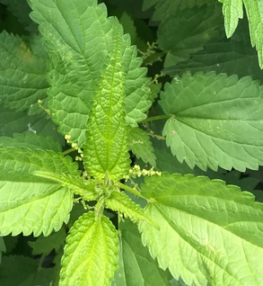 Nettle, Stinging - Urtica dioica