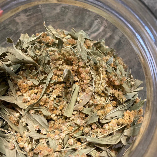Goldenrod - Solidago canadensis