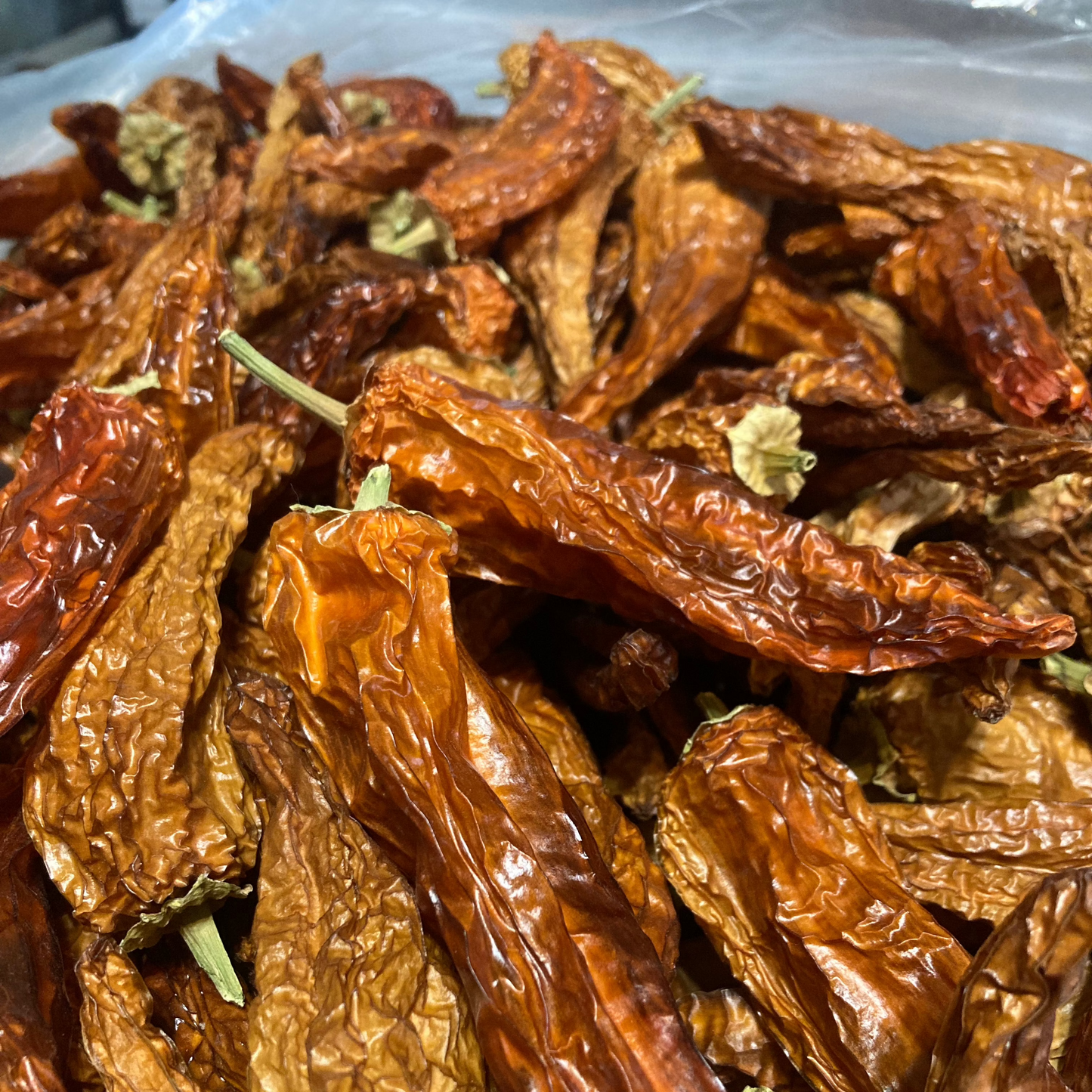 Pepper, Hungarian - Capsicum anuum