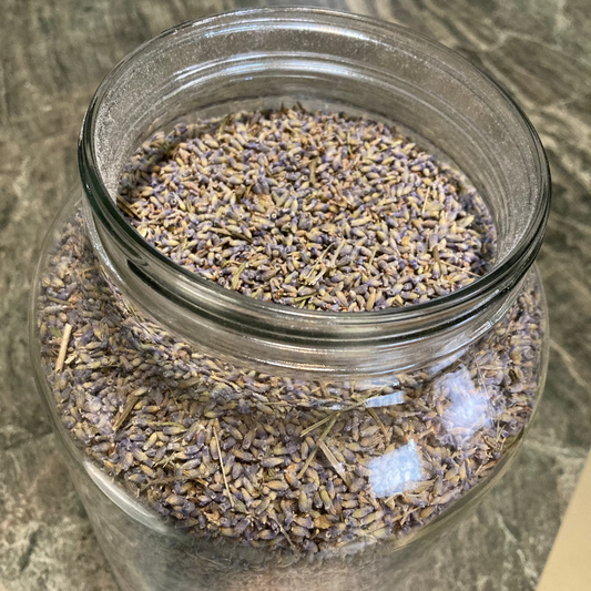 Lavender, Two Season - Lavandula angustifolia
