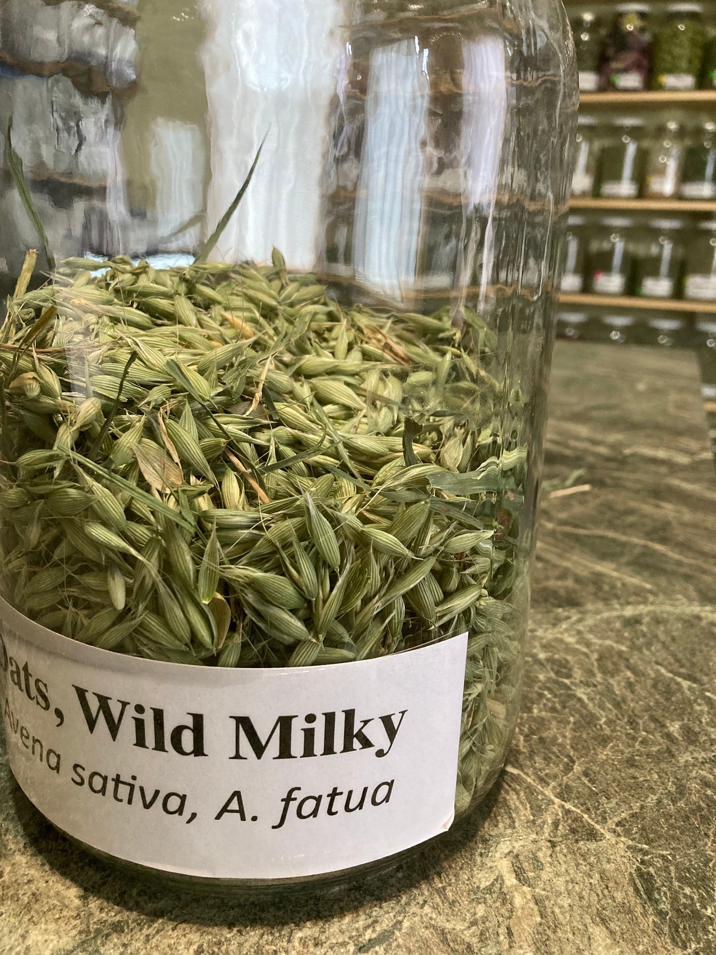 Oats, Milky - Avena sativa & fatua