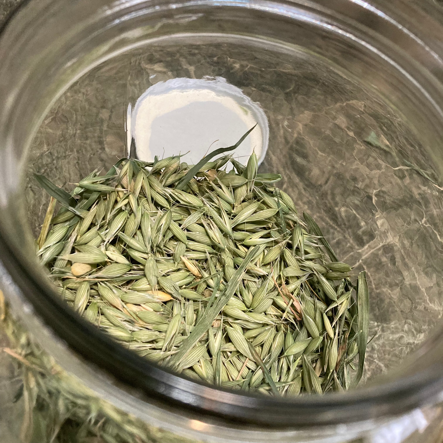 Oats, Milky - Avena sativa & fatua