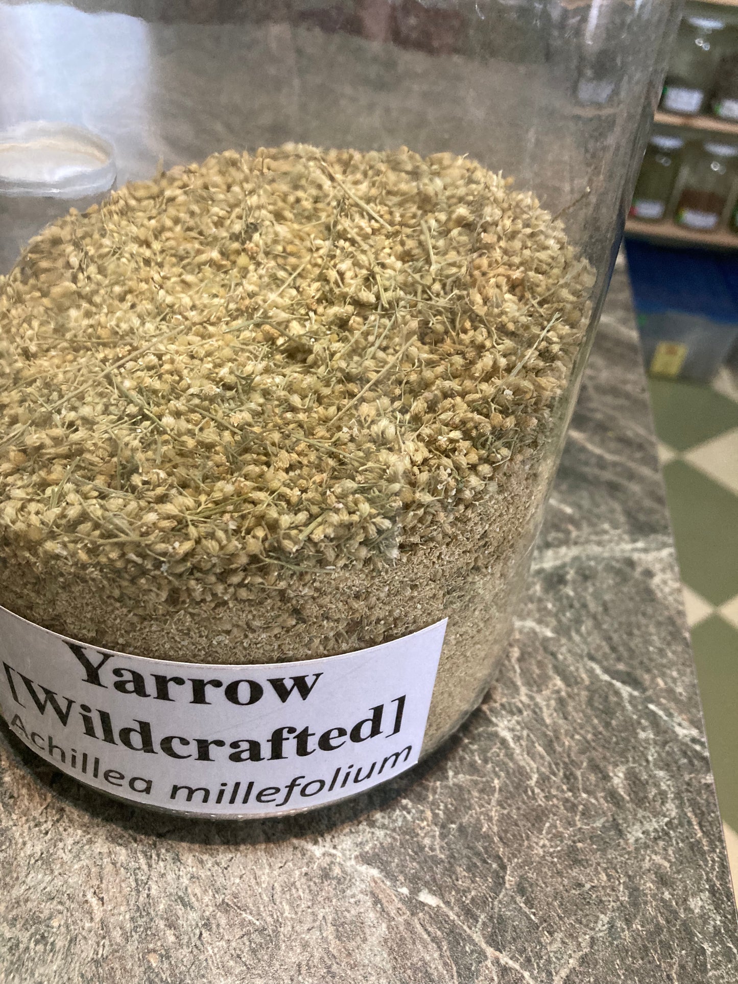 Yarrow - Achillea millefolium